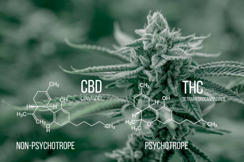 L’attribut alt de cette image est vide, son nom de fichier est Différence-CBD-THC-1024x682.png.